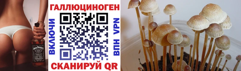 shop Telegram  Светлый  Галлюциногенные грибы Psilocybe  кракен как зайти 